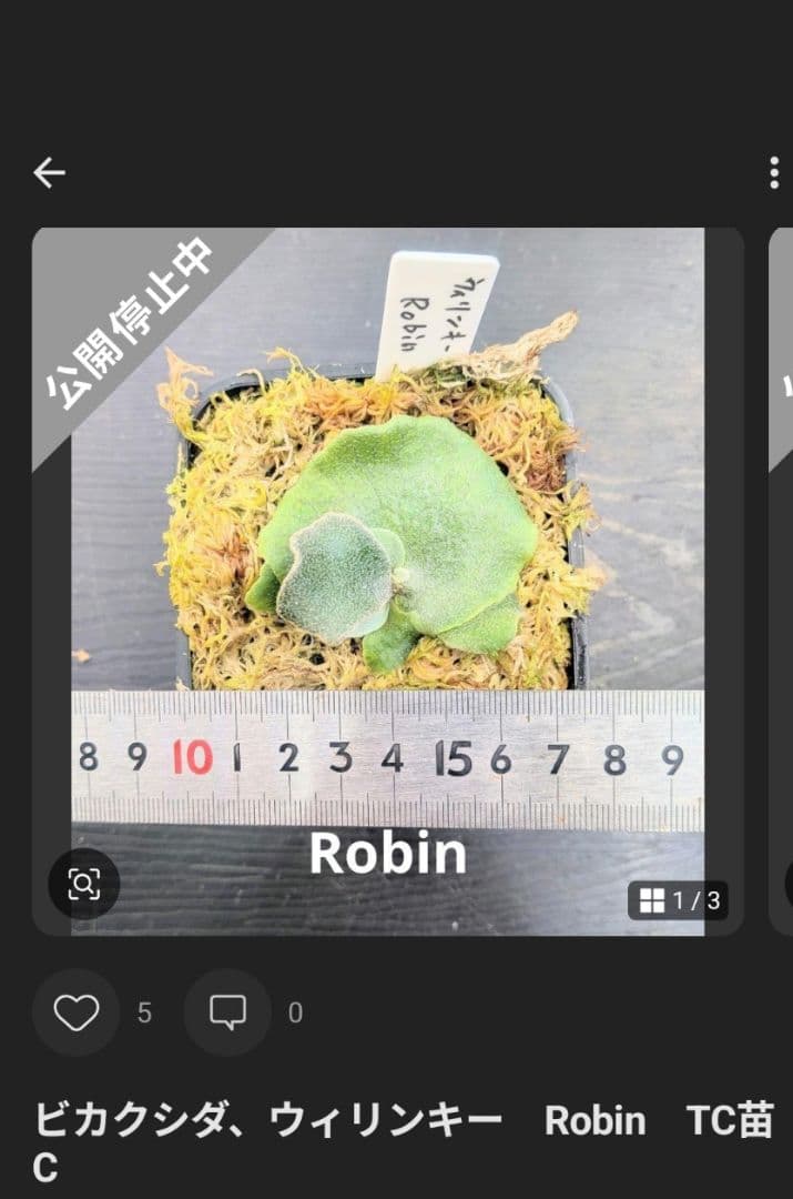 ビカクシダ、育苗トレー12個セット③Robin①Cgoul4711