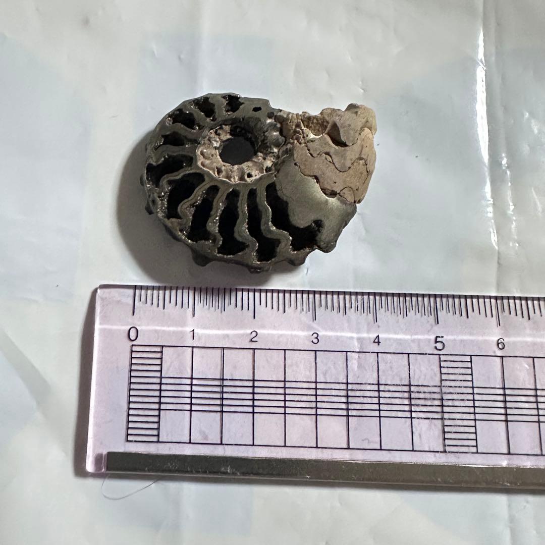 パイライト化 アンモナイト 化石 黄鉄鉱