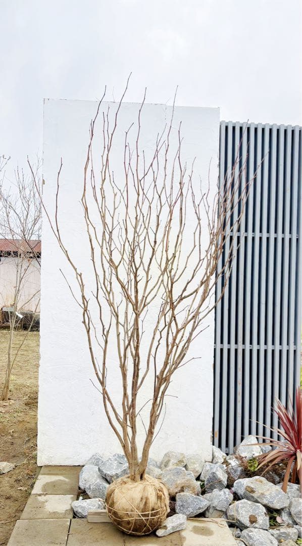 超絶品。マルバノキ本株立ち2.5M(鉢底から)