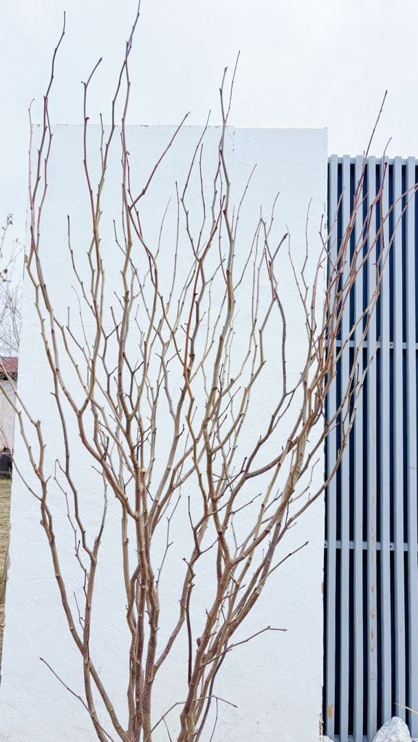 超絶品。マルバノキ本株立ち2.5M(鉢底から)