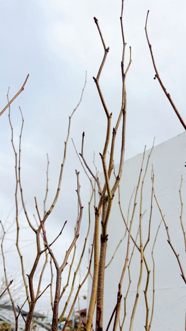 超絶品。マルバノキ本株立ち2.5M(鉢底から)