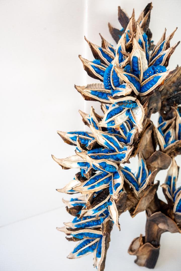 タビビトノキ 青い種 7 旅人の木 オオギバショウ 丸ごと 種子