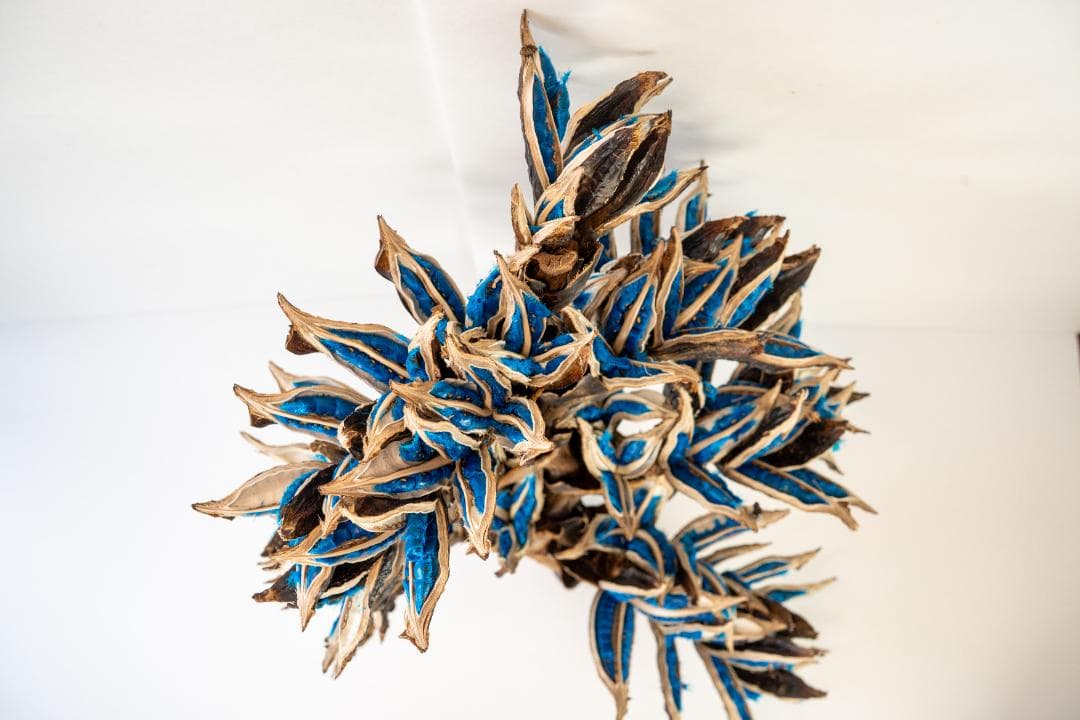 タビビトノキ 青い種 7 旅人の木 オオギバショウ 丸ごと 種子