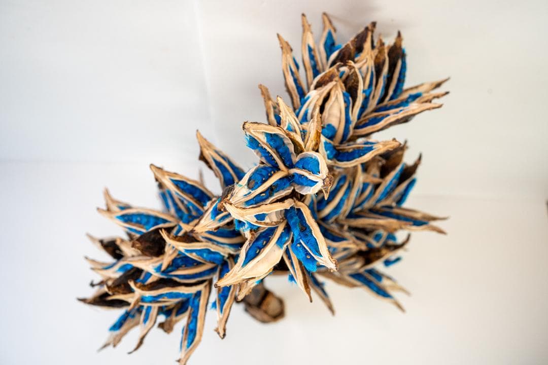 タビビトノキ 青い種 7 旅人の木 オオギバショウ 丸ごと 種子