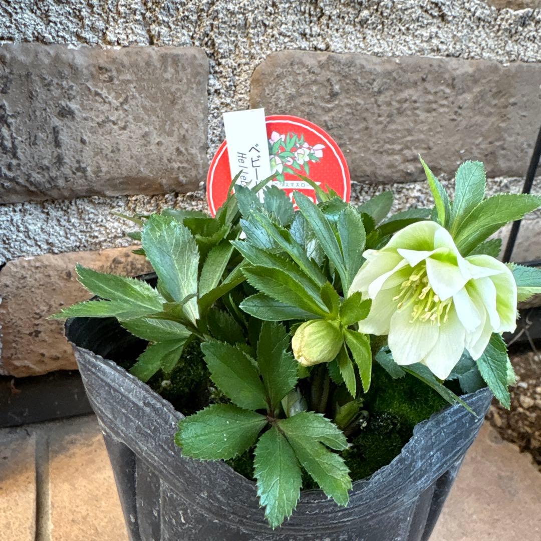 クリスマスローズ・ベビードール