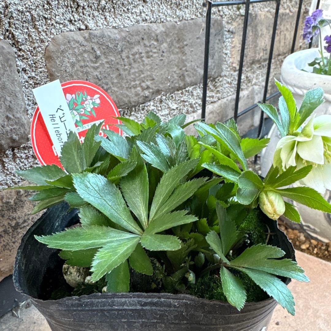 クリスマスローズ・ベビードール