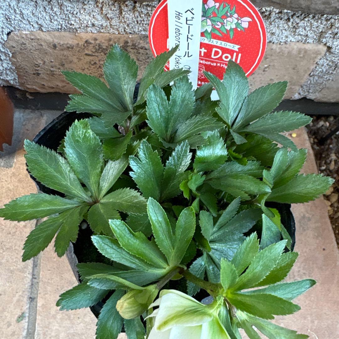 クリスマスローズ・ベビードール