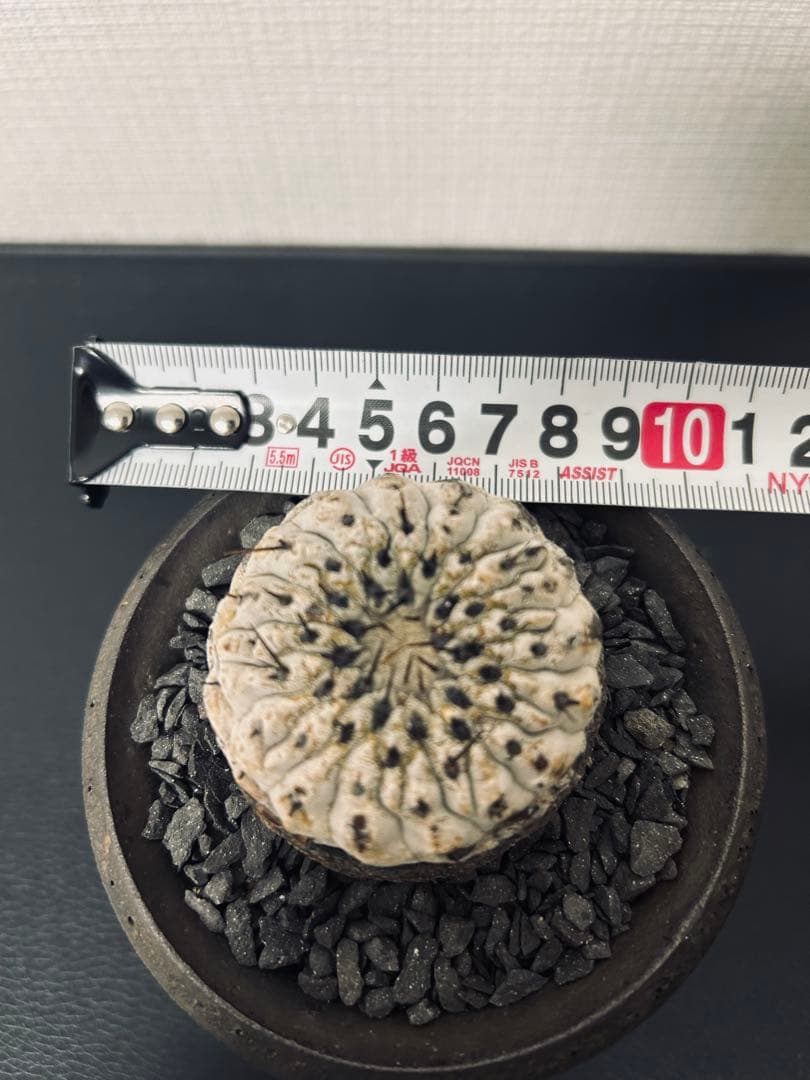 最終値下　コピアポアシネレア　現地球黒王丸　カタチ製作所付