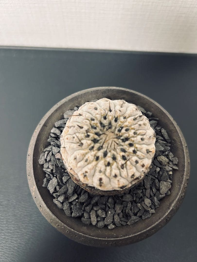 最終値下　コピアポアシネレア　現地球黒王丸　カタチ製作所付