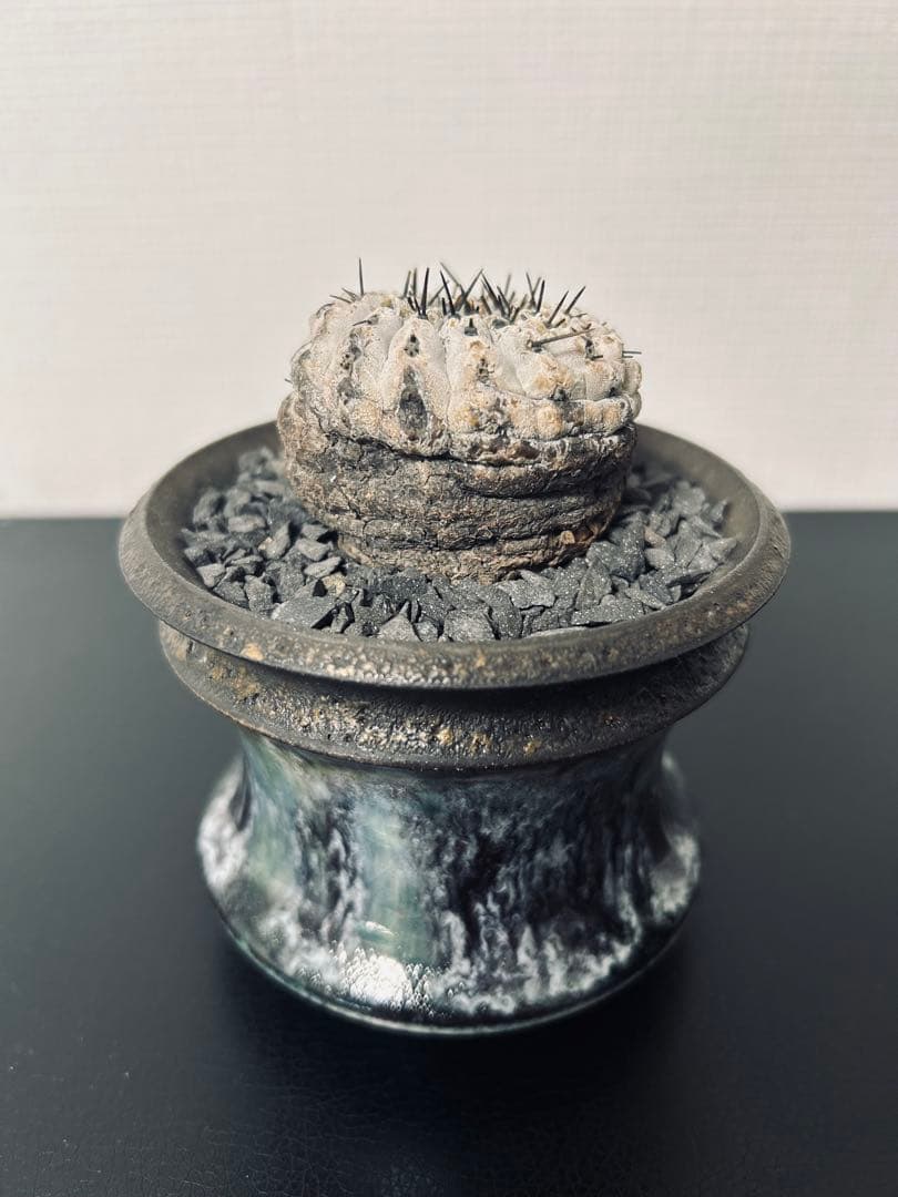 最終値下　コピアポアシネレア　現地球黒王丸　カタチ製作所付