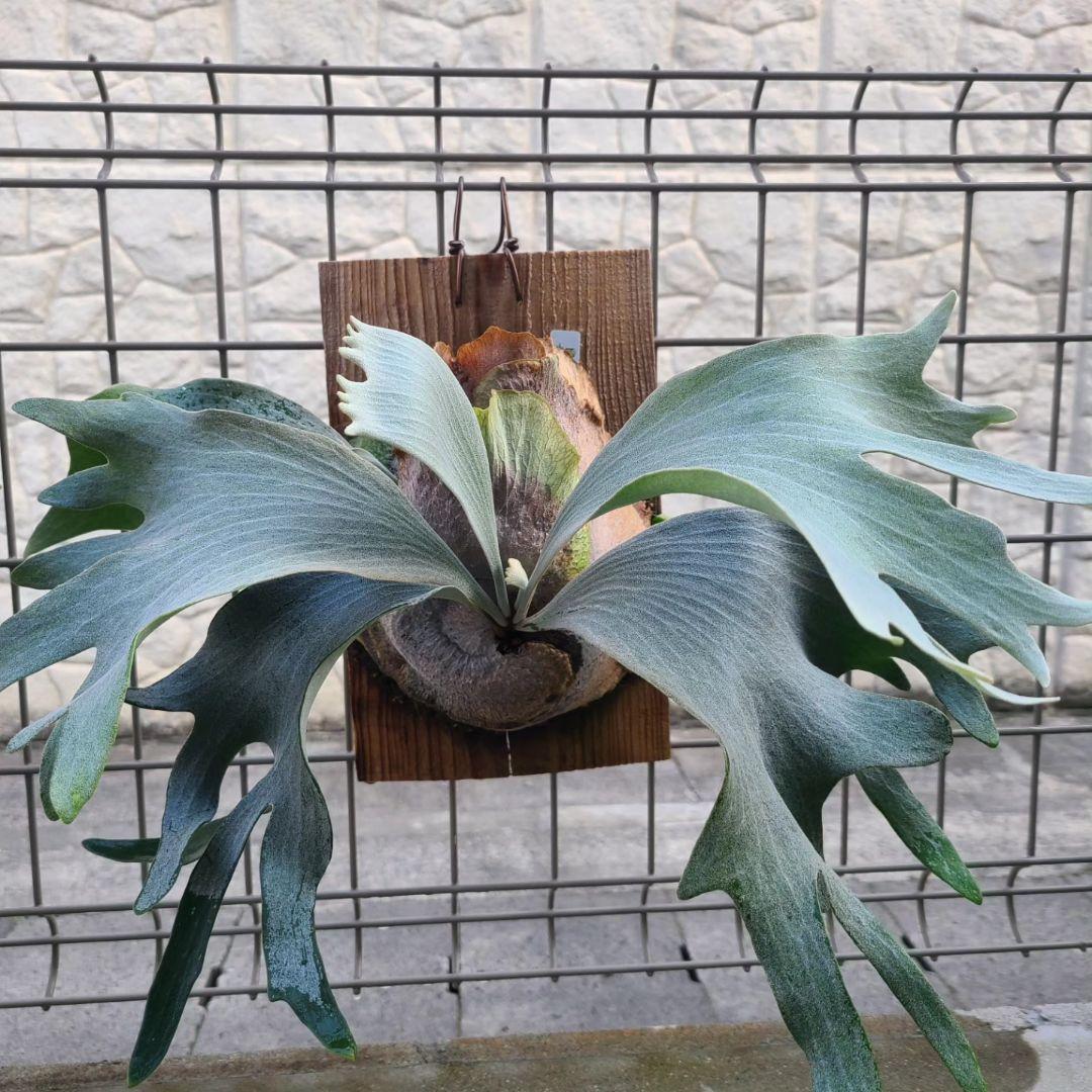 ビカクシダ FWSQ FW FSQ (selected FW) 子株 - メルカリ