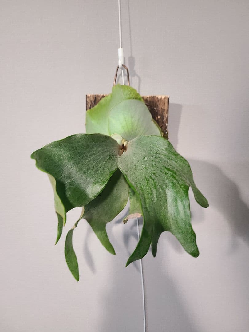 ビカクシダ FWSQ FW FSQ (selected FW) 子株 - メルカリ