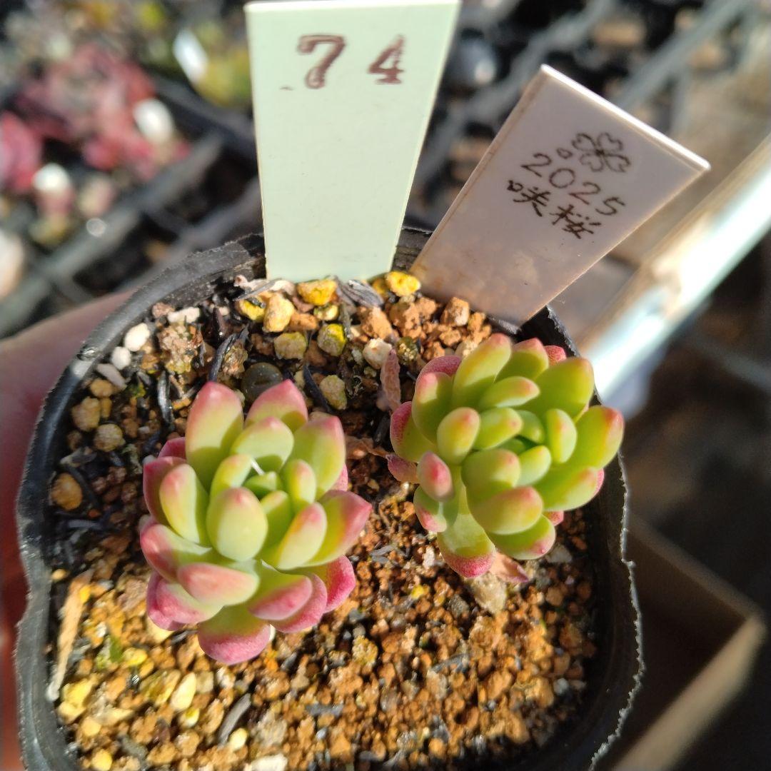 購入済み。No74 薄化粧×乙女心　抜き苗　発送方法①　多肉