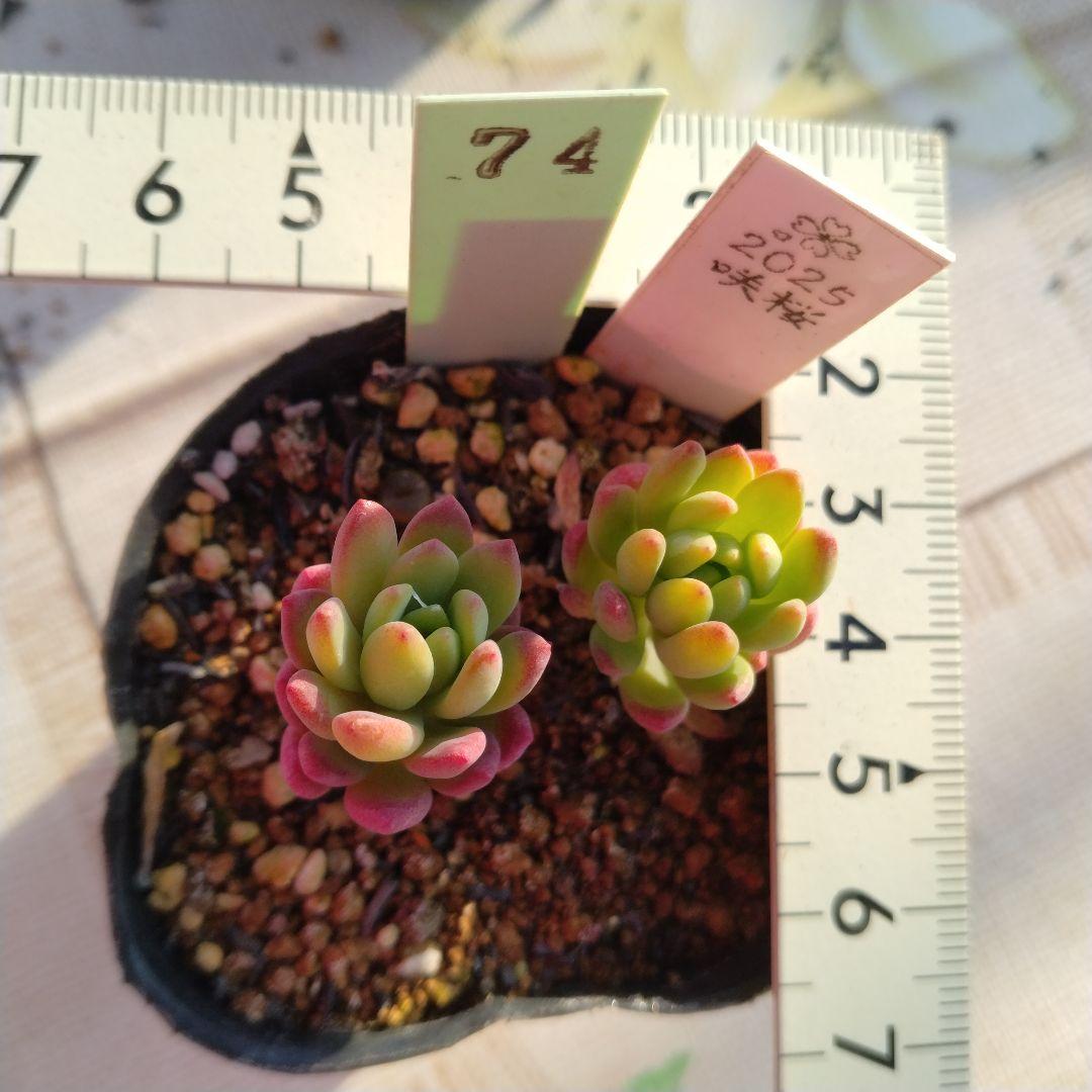購入済み。No74 薄化粧×乙女心　抜き苗　発送方法①　多肉