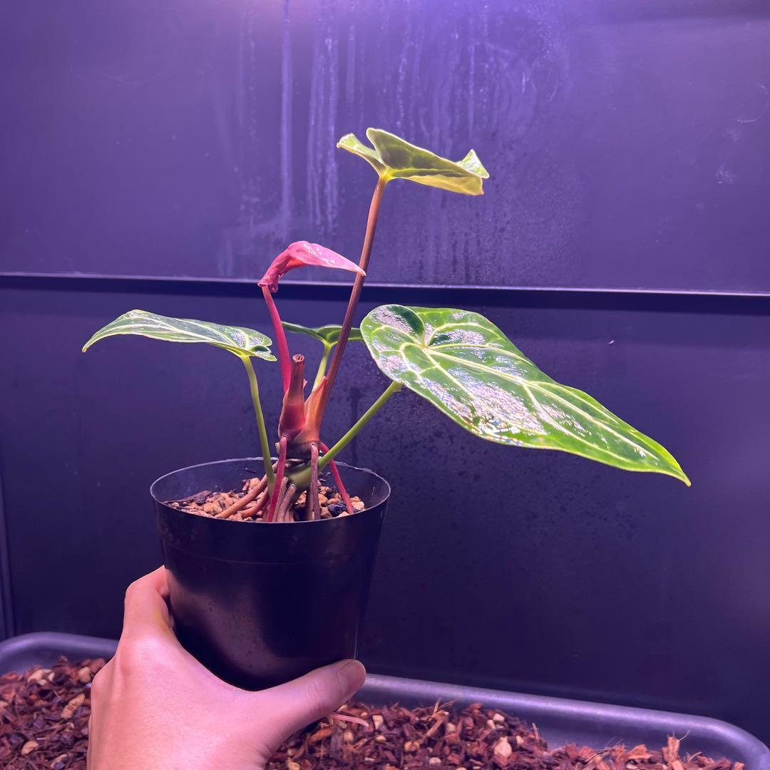 年末セール❗️超絶希少❗️アンスリウムレガレ ダークフォーム新葉