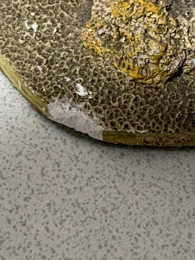 PENTHOUSE & PAVEMENT village bakery 置物