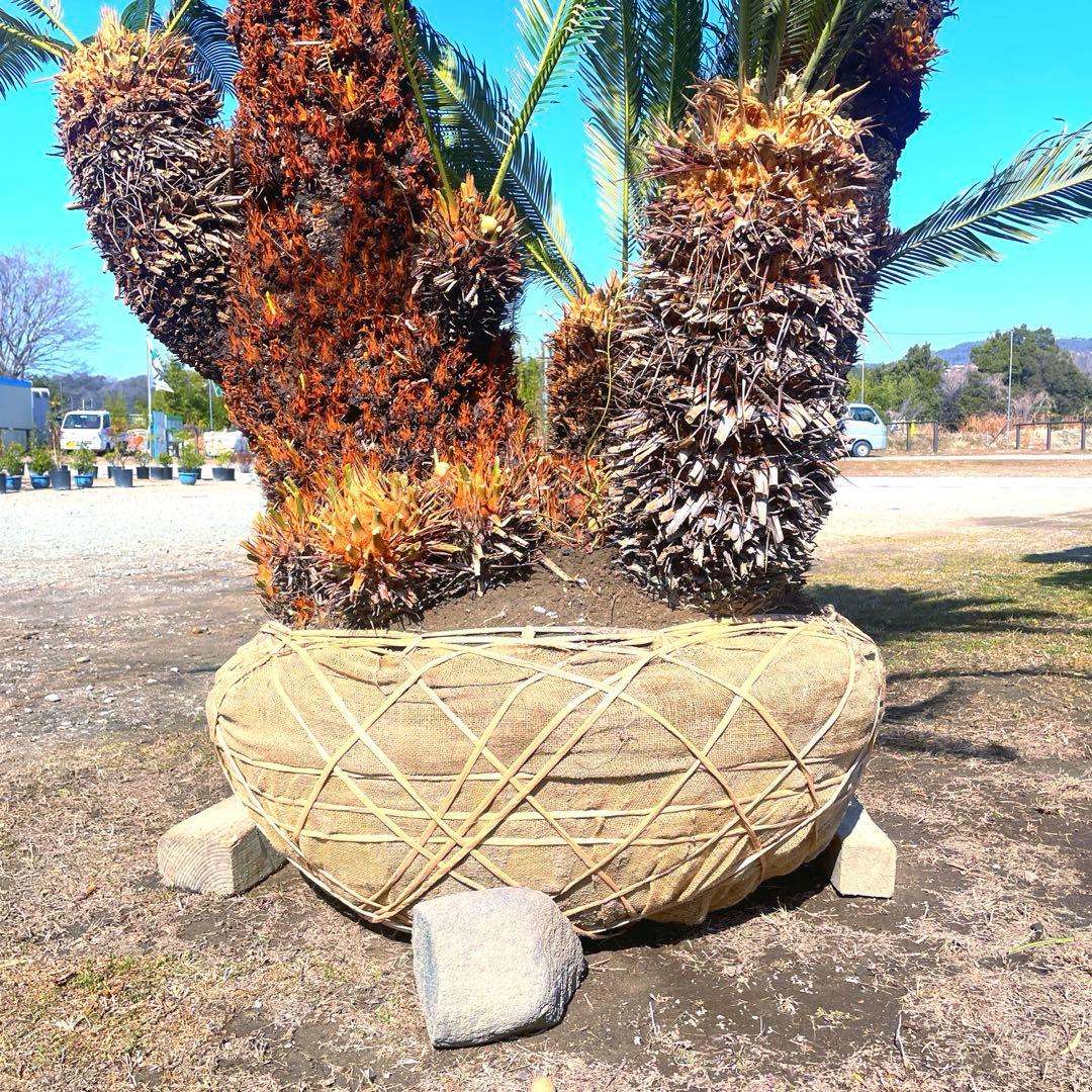 ソテツ『超特大サイズ』近畿地方限定配達&植込み無料❗️その他地方の方要相談。