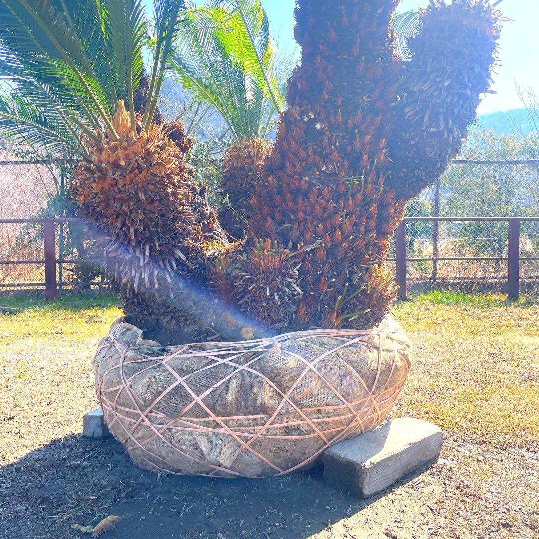 ソテツ『超特大サイズ』近畿地方限定配達&植込み無料❗️その他地方の方要相談。