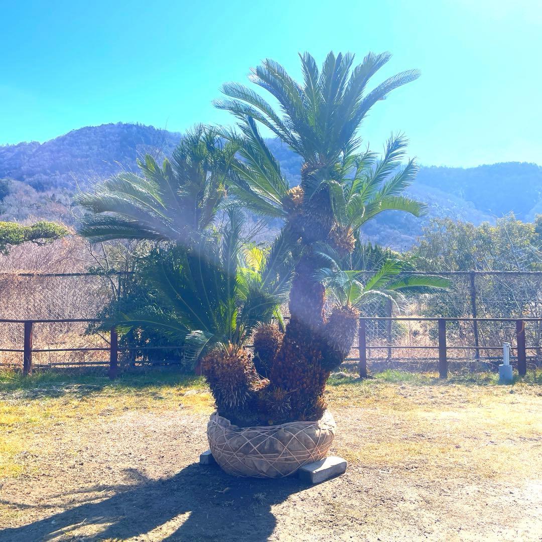 ソテツ『超特大サイズ』近畿地方限定配達&植込み無料❗️その他地方の方要相談。