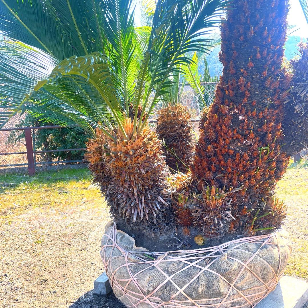 ソテツ『超特大サイズ』近畿地方限定配達&植込み無料❗️その他地方の方要相談。