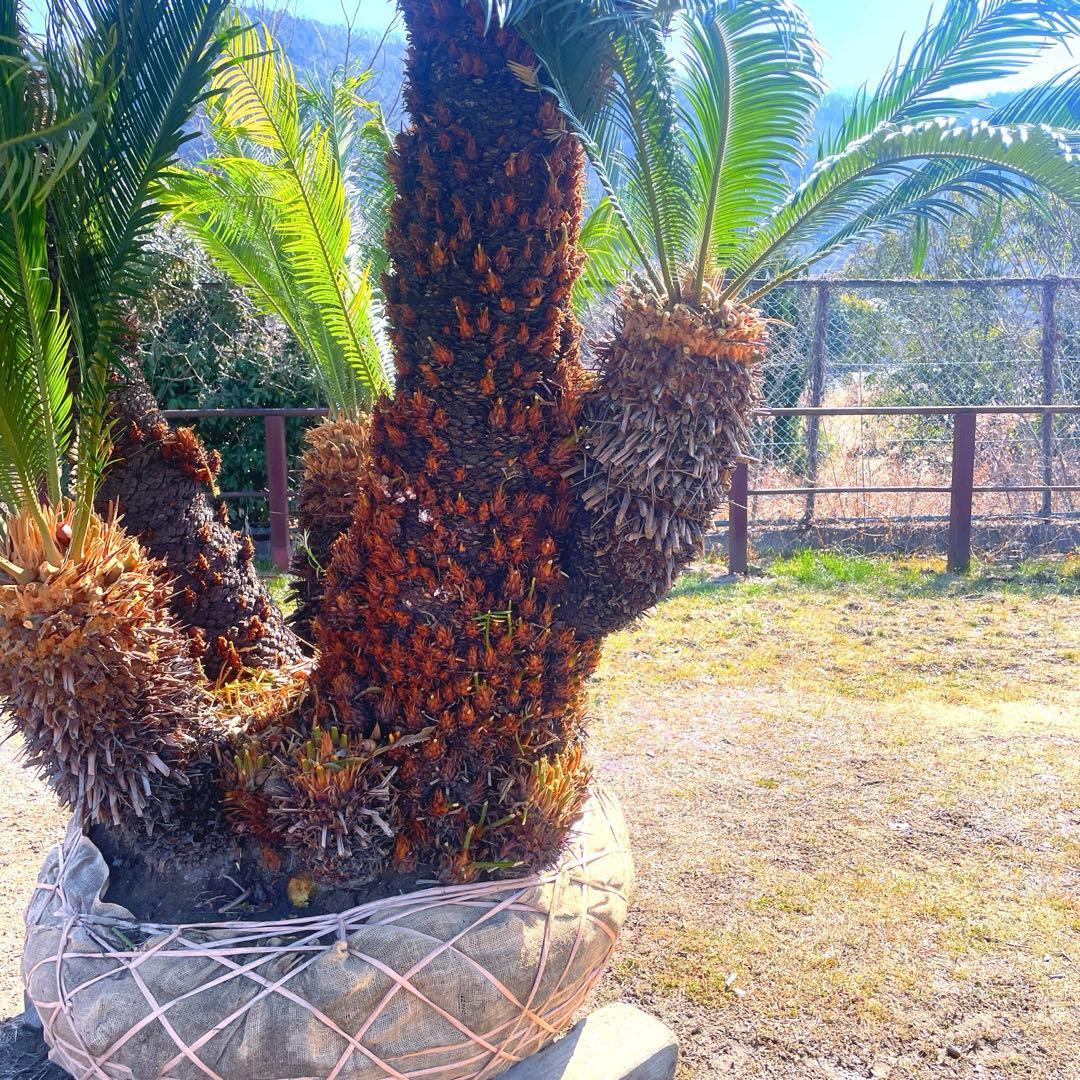 ソテツ『超特大サイズ』近畿地方限定配達&植込み無料❗️その他地方の方要相談。