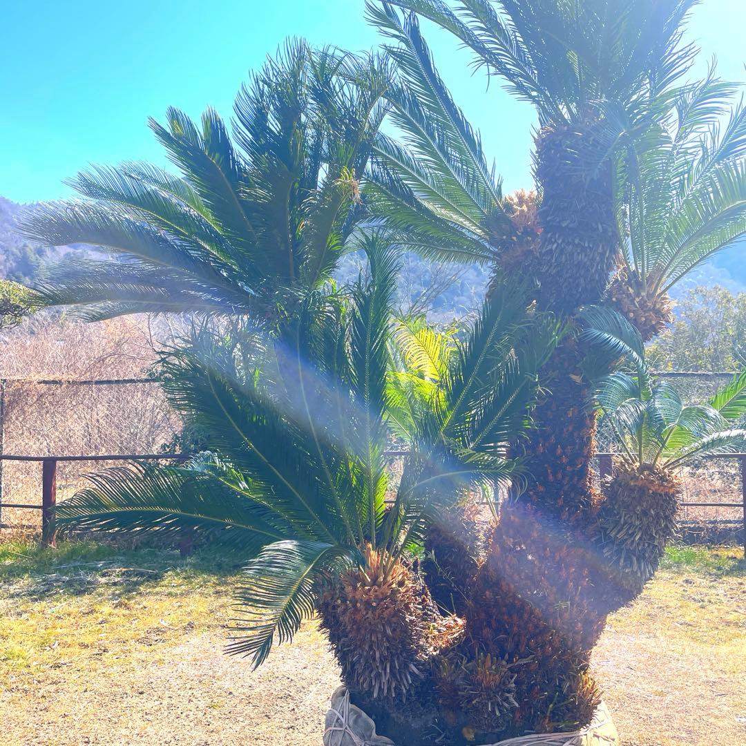 ソテツ『超特大サイズ』近畿地方限定配達&植込み無料❗️その他地方の方要相談。