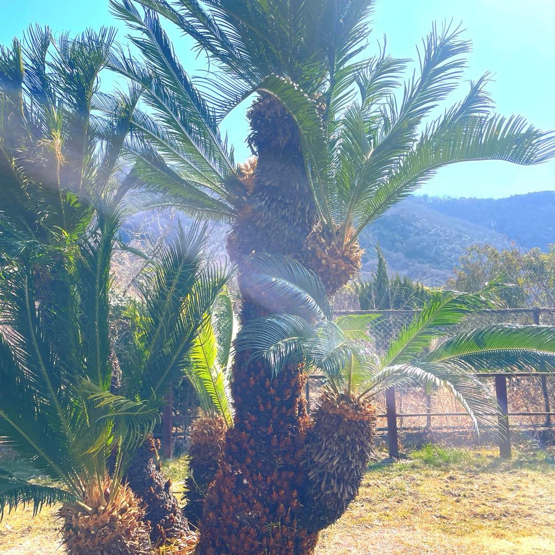 ソテツ『超特大サイズ』近畿地方限定配達&植込み無料❗️その他地方の方要相談。