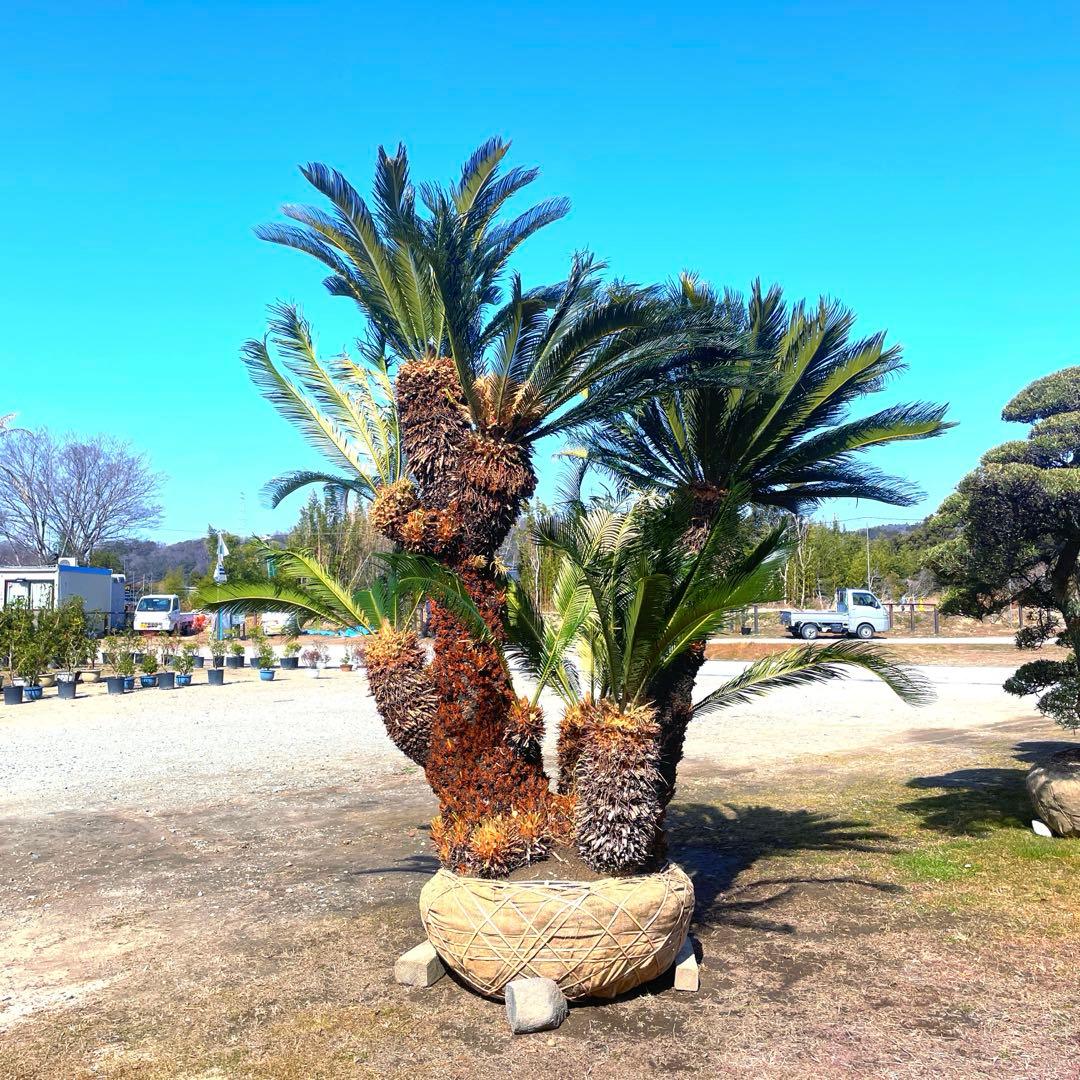 ソテツ『超特大サイズ』近畿地方限定配達&植込み無料❗️その他地方の方要相談。