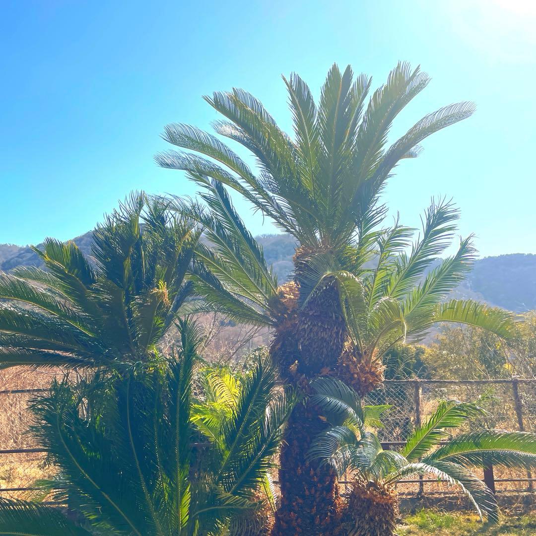 ソテツ『超特大サイズ』近畿地方限定配達&植込み無料❗️その他地方の方要相談。