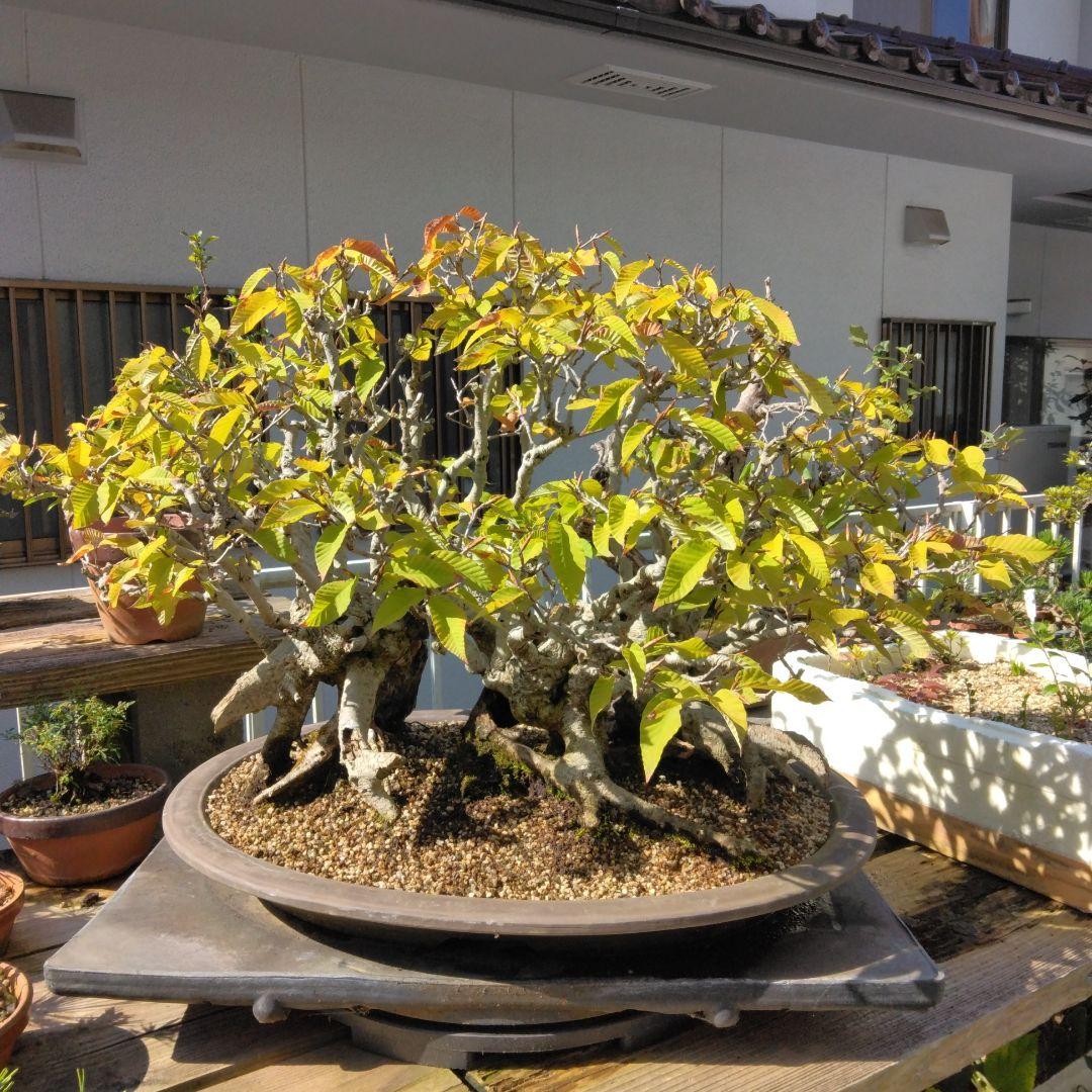 ブナ（山取)　特別価格　　撮影日2023,10,26日