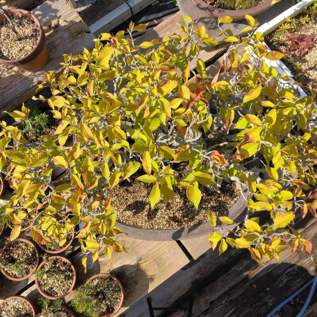 ブナ（山取)　特別価格　　撮影日2023,10,26日