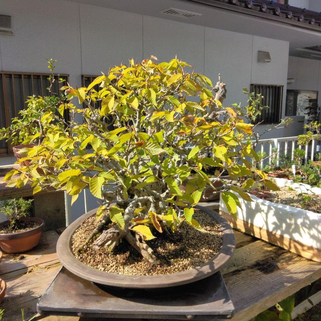 ブナ（山取)　特別価格　　撮影日2023,10,26日