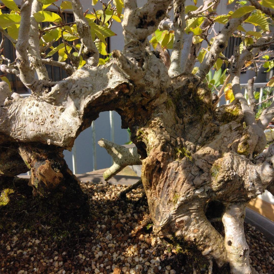 ブナ（山取)　特別価格　　撮影日2023,10,26日