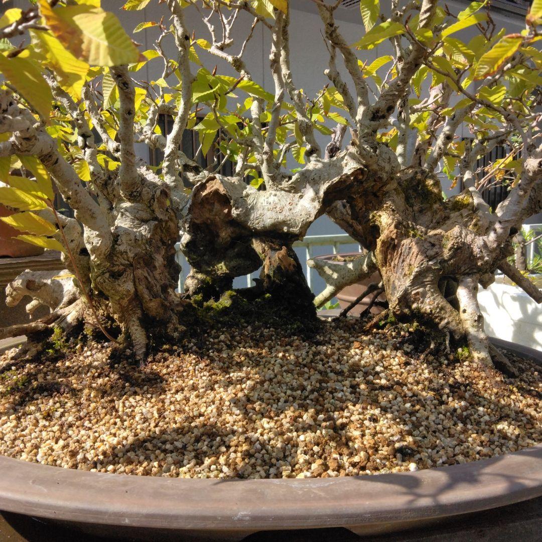 ブナ（山取)　特別価格　　撮影日2023,10,26日