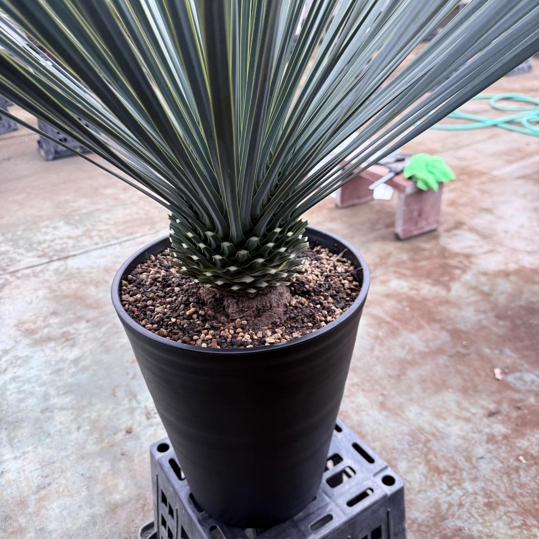 AL1206】ユッカ ロストラータ ランチョブルー（品種名） - メルカリ