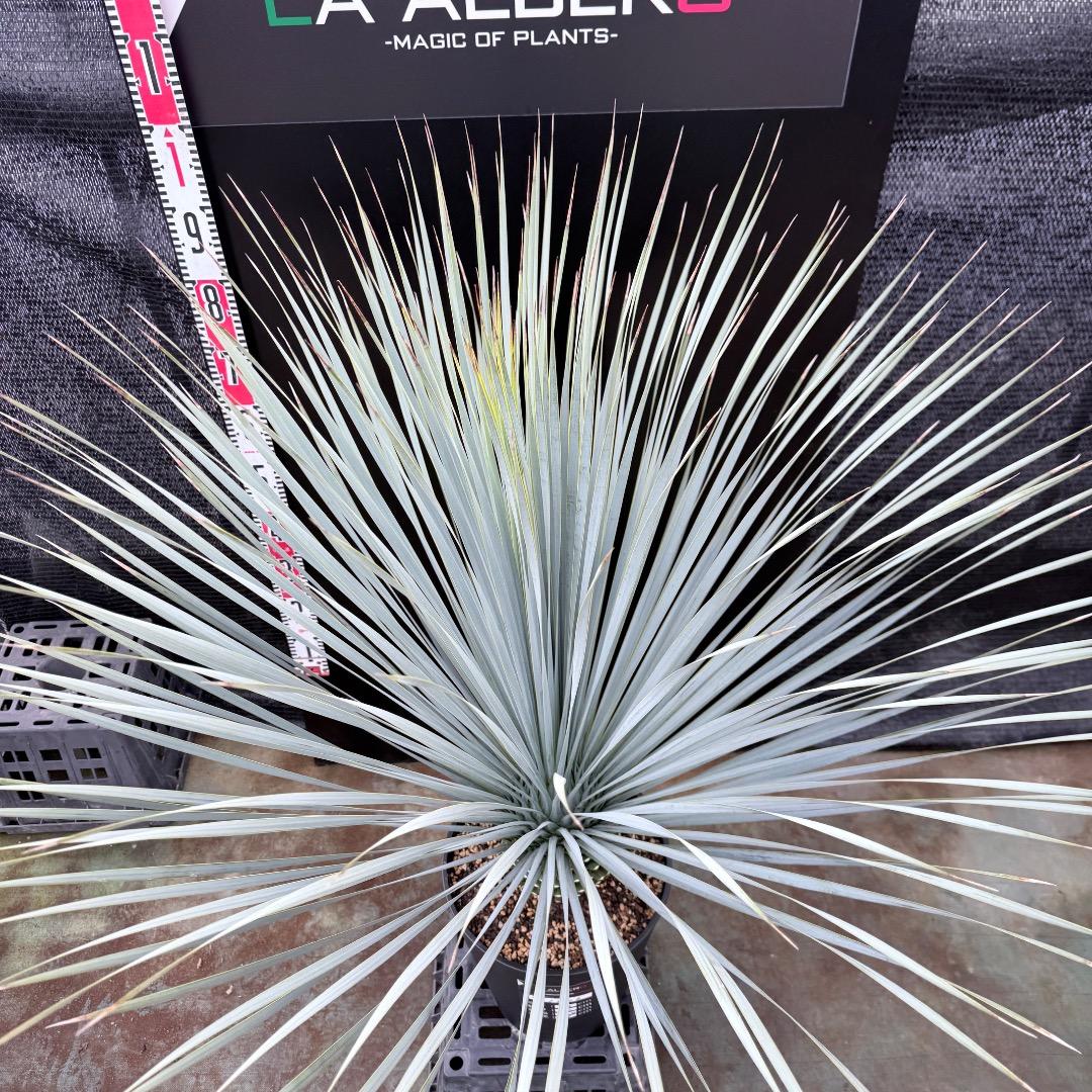 AL1206】ユッカ ロストラータ ランチョブルー（品種名） - メルカリ