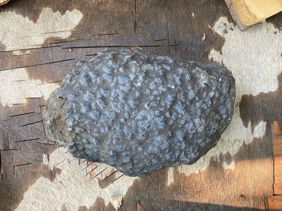 鱗石　豆石　真黒石