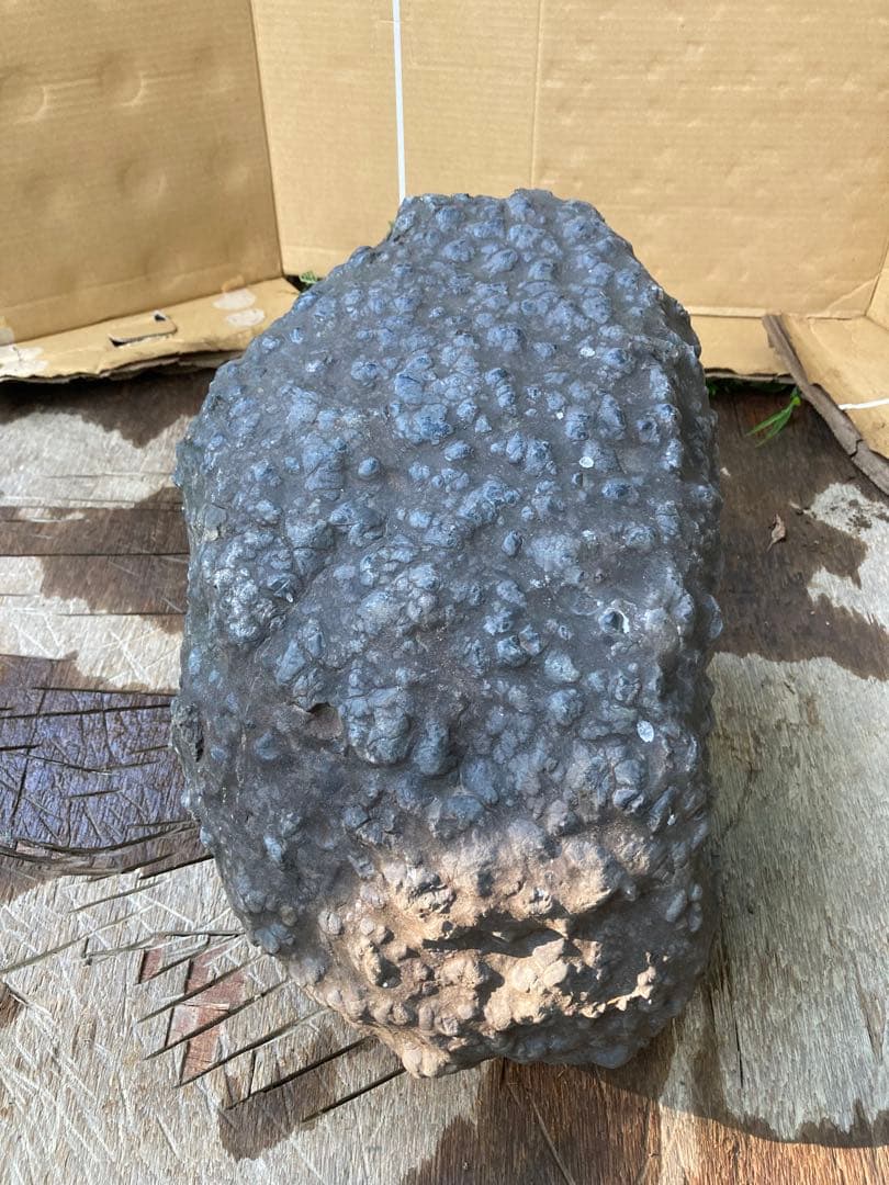 鱗石　豆石　真黒石