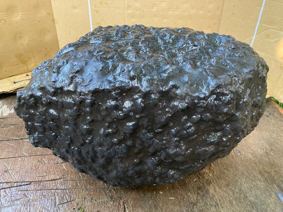 鱗石　豆石　真黒石