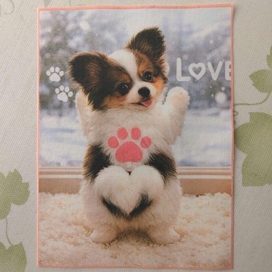 ☆受付☆パピヨン