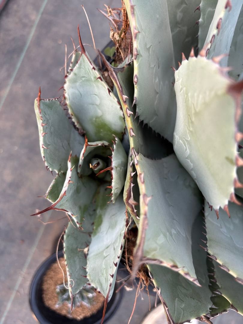 アガベ パリーハイブリッド 特大サイズ 鉢毎発送致します。検 リップル