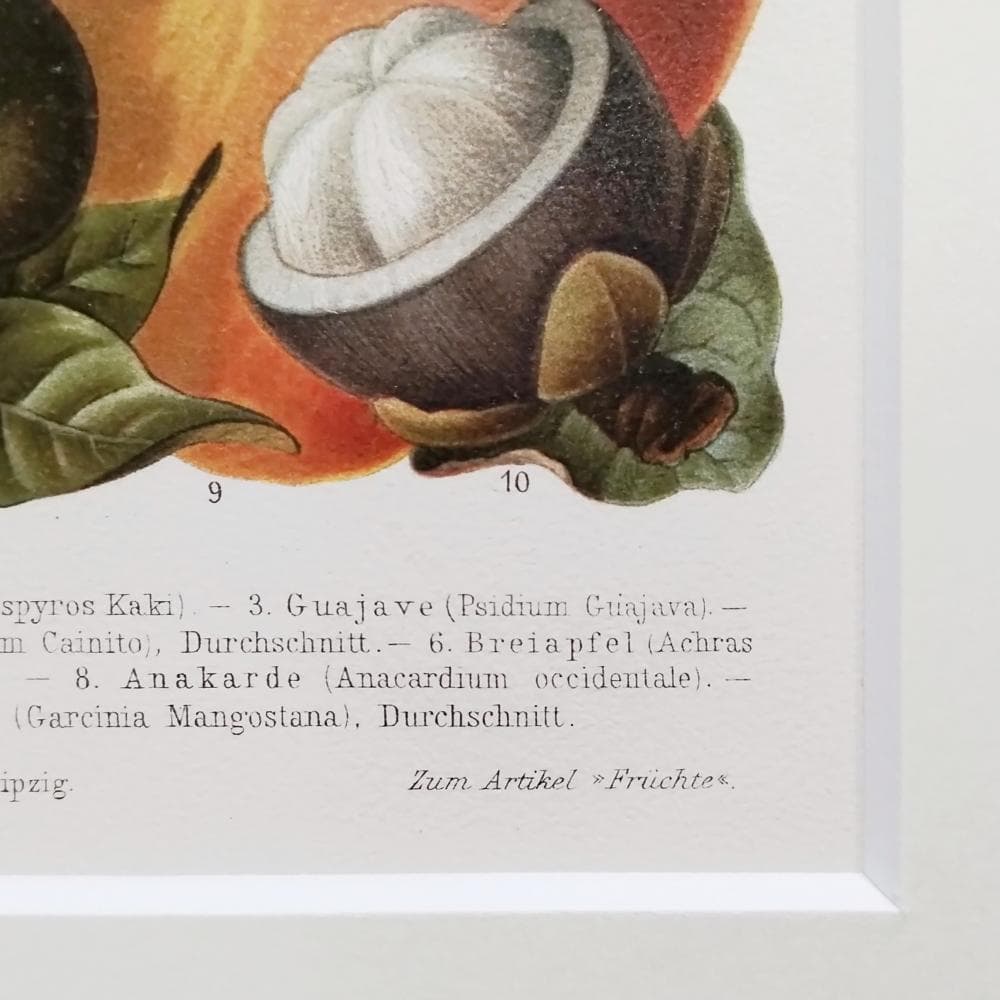 マイヤー百科事典 アンティーク図版 リトグラフ トロピカルフルーツ