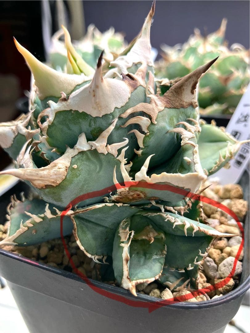 アガベ白豪棘　￼ OC子株(かき仔) (上澳園芸) ￼