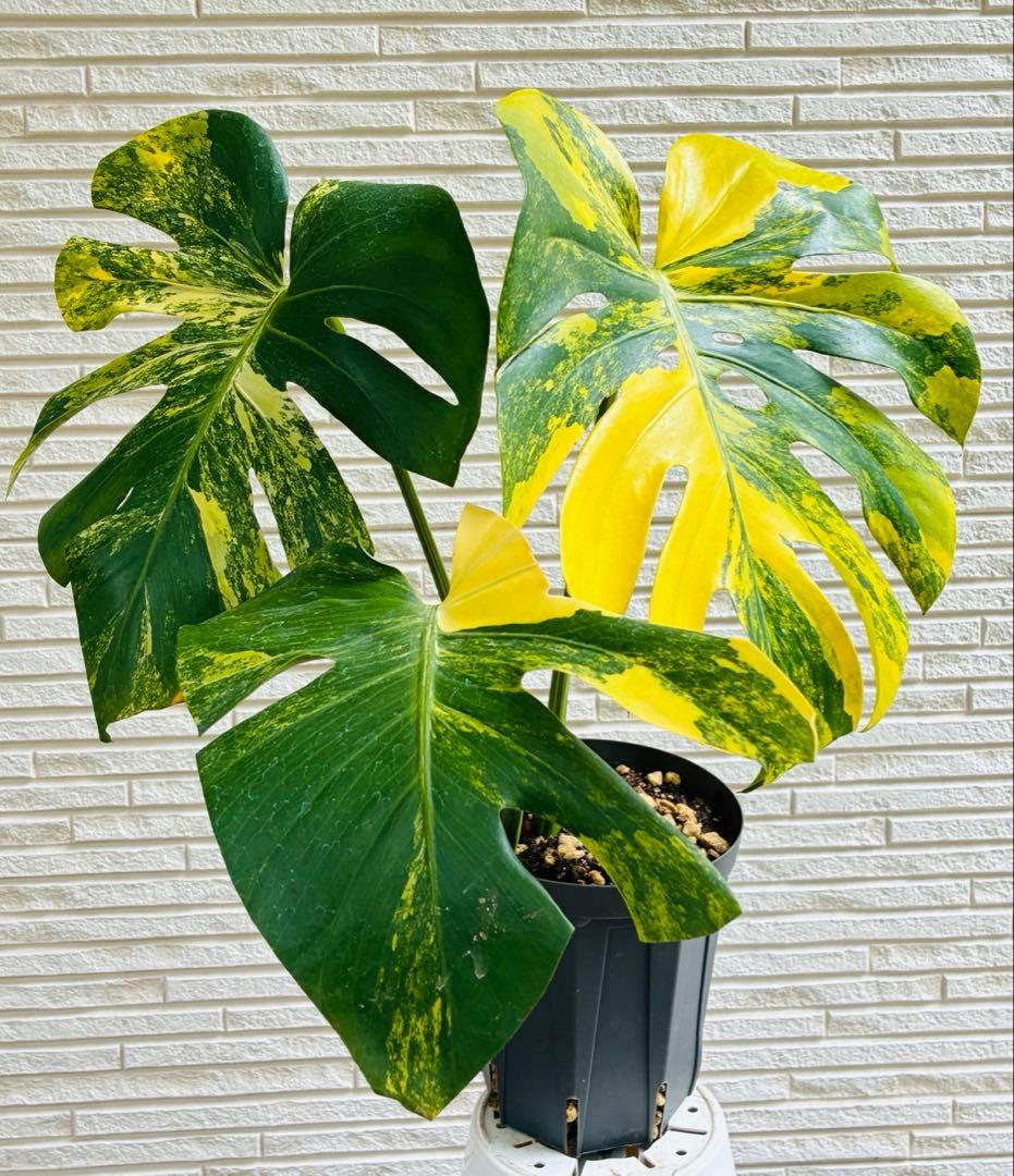 【美株】モンステラモンステラデリシオーサ イエローマリリン 黄斑入り 大株