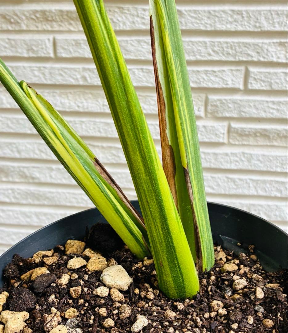 【美株】モンステラモンステラデリシオーサ イエローマリリン 黄斑入り 大株