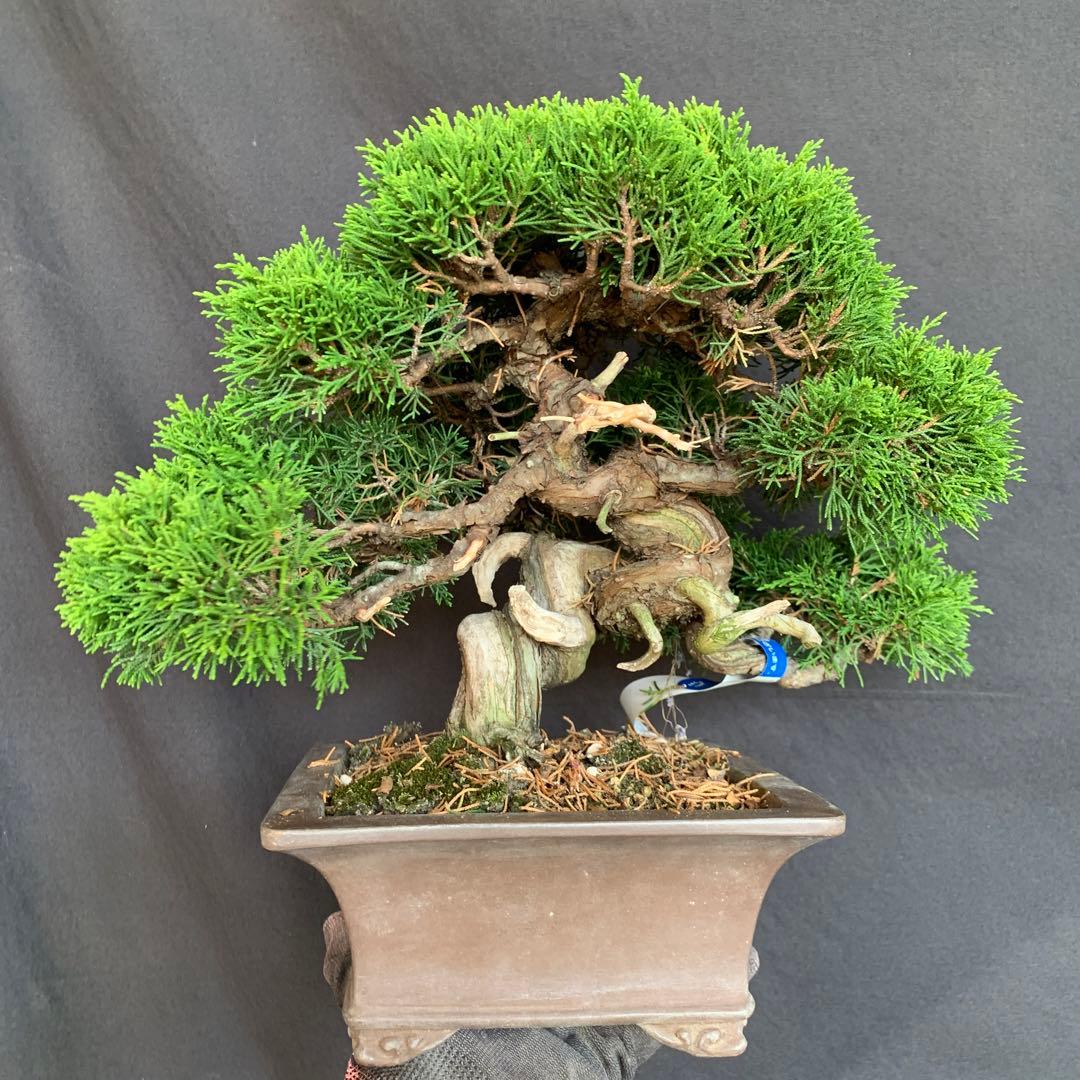 糸魚川真柏　模様木