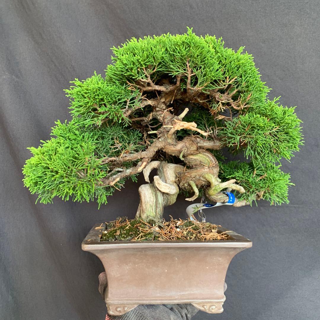 糸魚川真柏　模様木