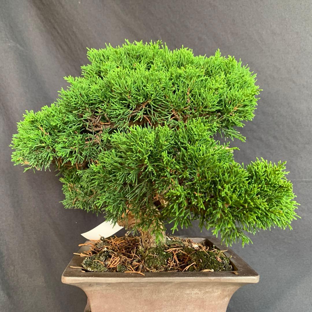 糸魚川真柏　模様木