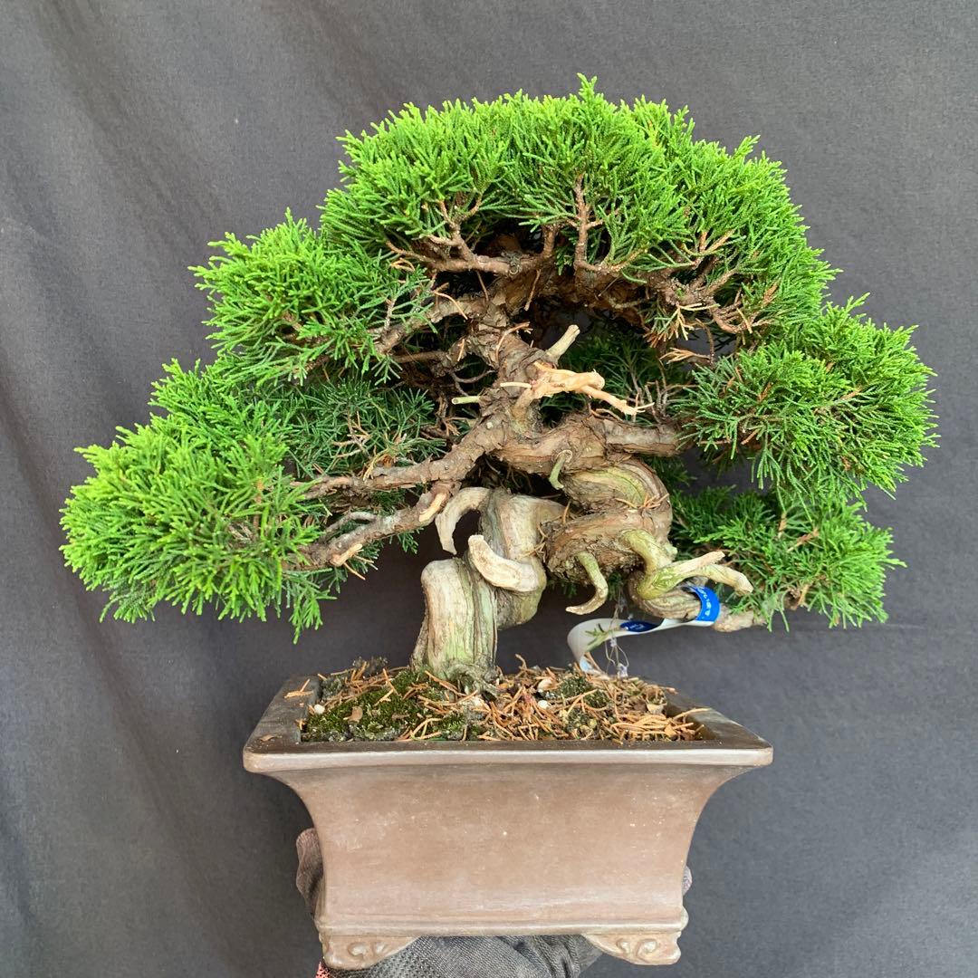 糸魚川真柏　模様木