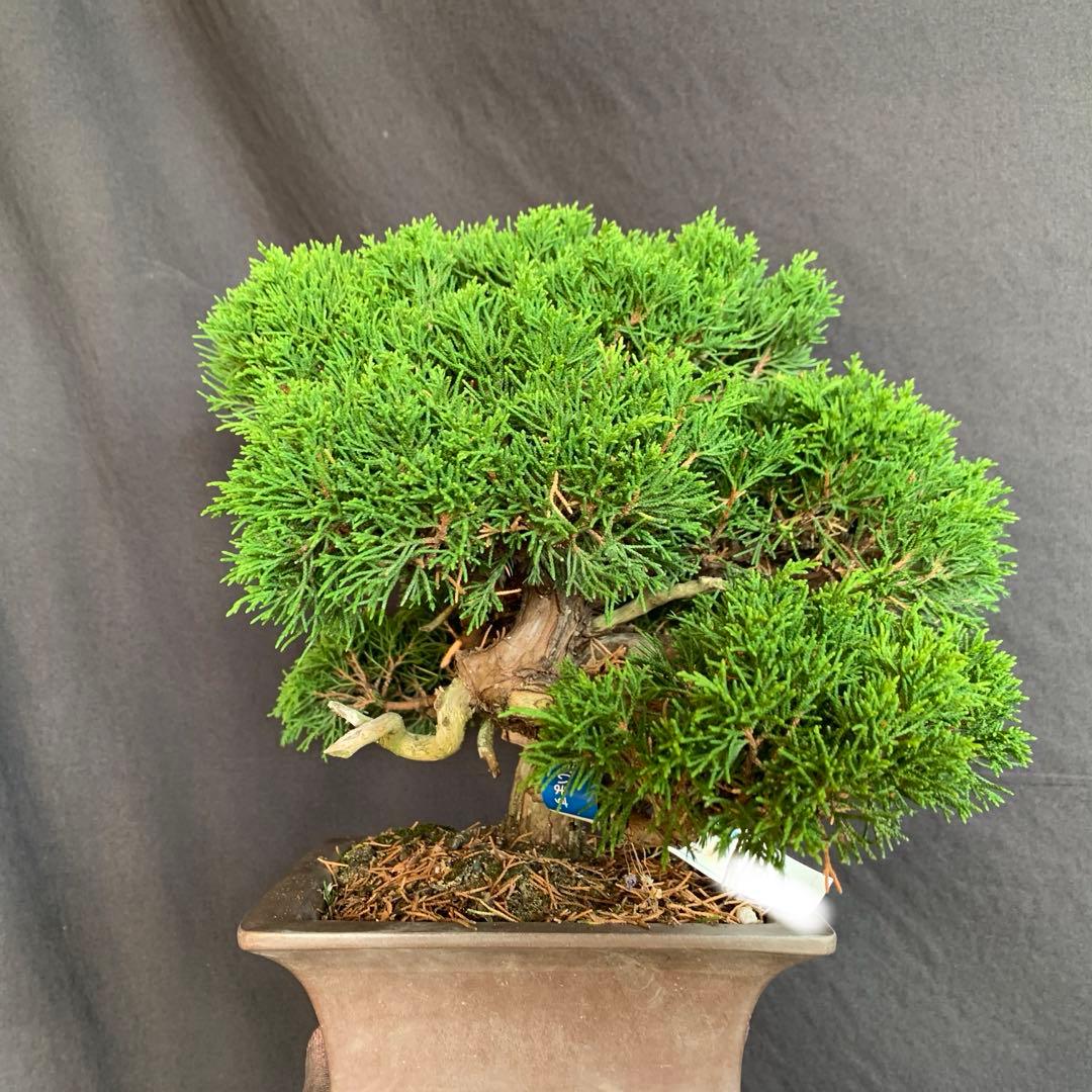 糸魚川真柏　模様木